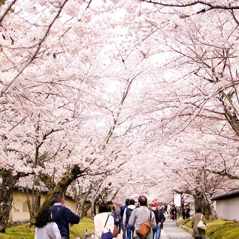 L'arrivée du printemps et le festival du Hanami
