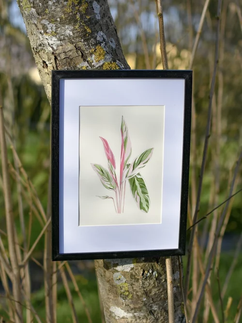 aquarelle original plante tropicale calathea stromanthe trio star
