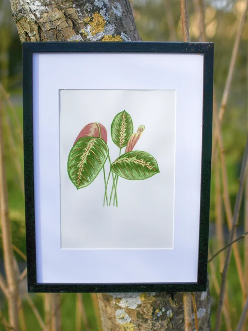 aquarelle original plante tropicale marante leuconeuria fascinator