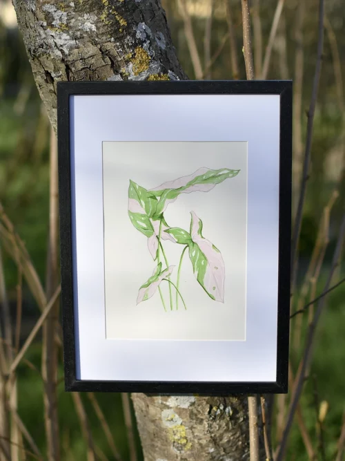 aquarelle original plante tropicale syngonium pink splash