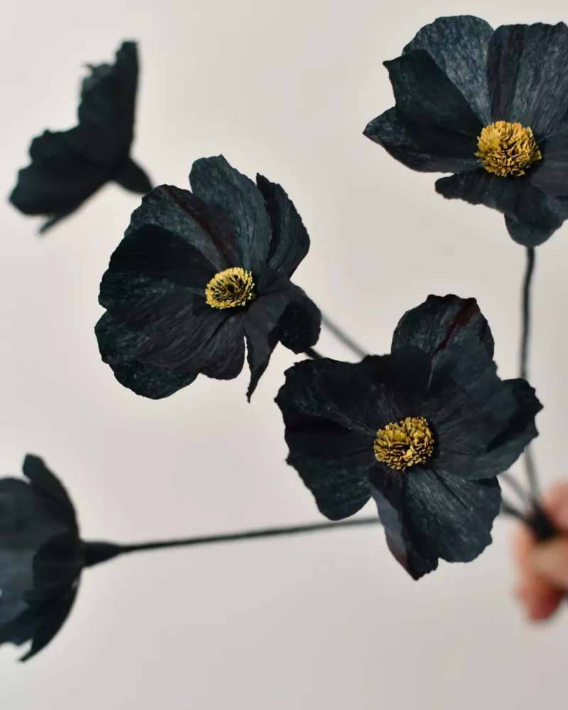 Bouquet de cosmos noir – Image 6