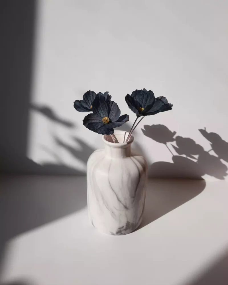Fleur de cosmos noir