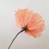 Fleur spontanée Pomponia – Image 3