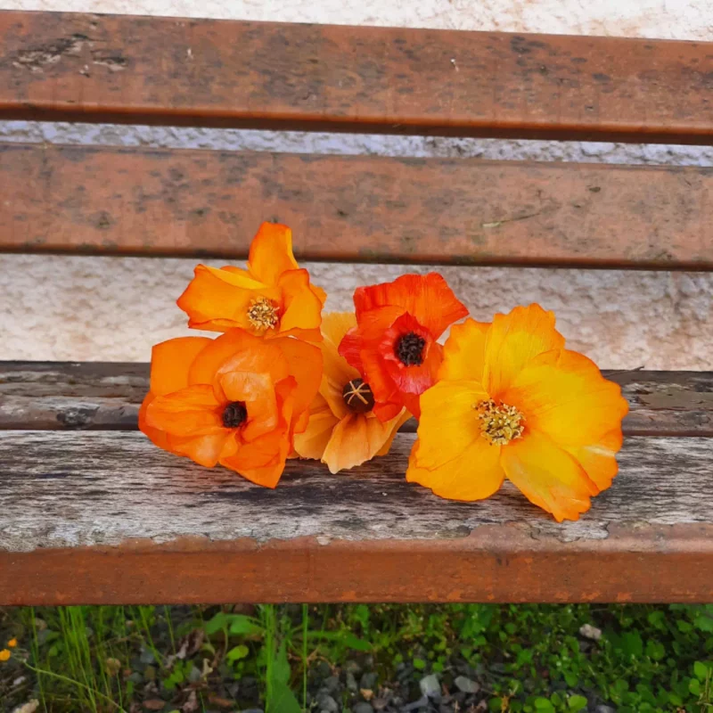 Bouquet acidulé – Image 3