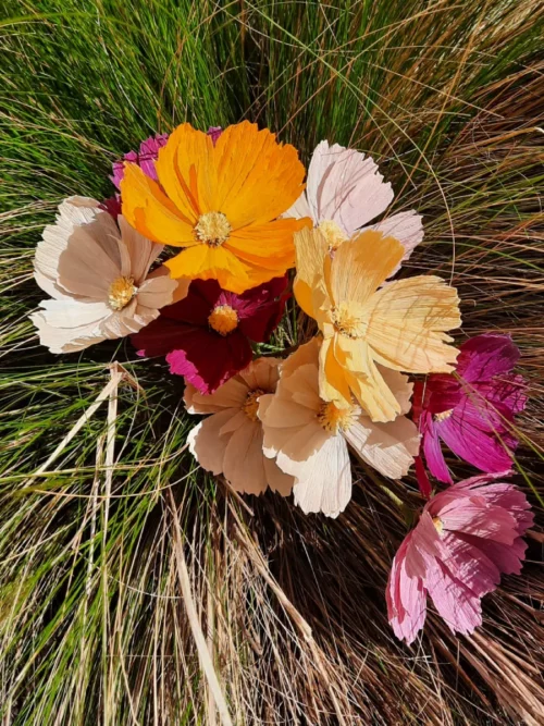 Bouquet de cosmos à composer