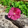 Cosmos solo violet intense