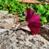 Cosmos solo violet intense – Image 4