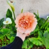 Fleur spontanée Pomponia – Image 2