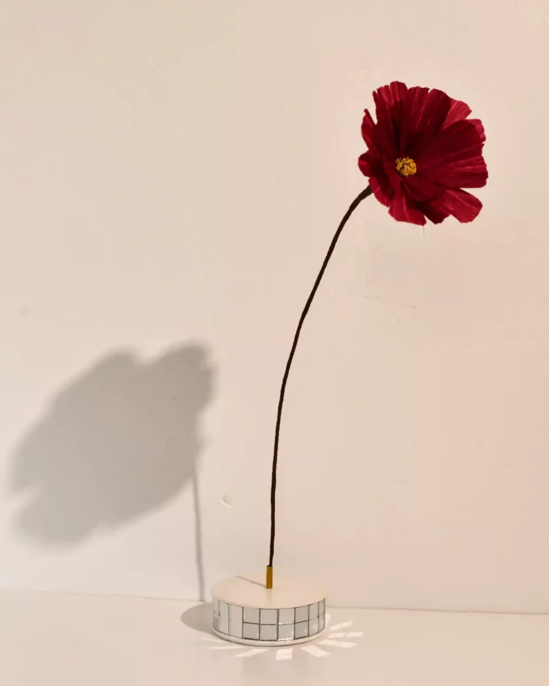 Cosmos solo violet intense – Image 3