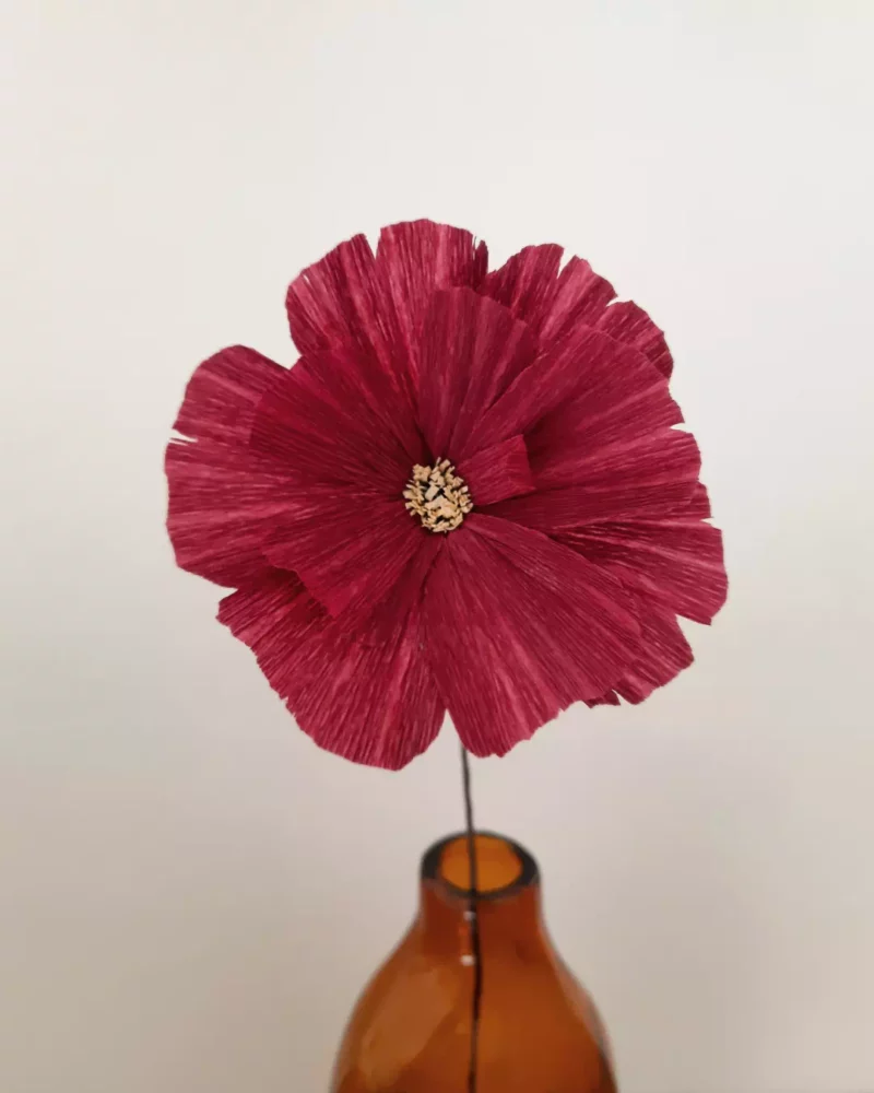 Cosmos solo violet intense