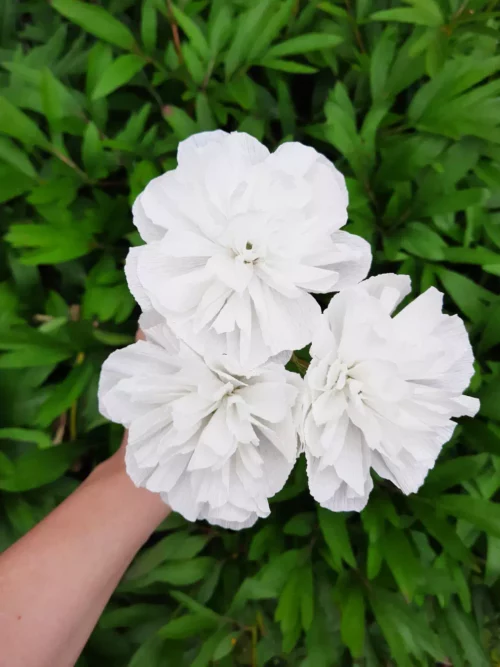 Trio Blanc Pur – Œillets en papier