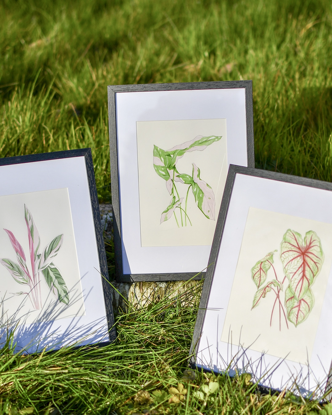 gallerie-produits-illustration-aquarelle