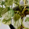 pothos-manjula-epipremnum-aureum-boutures-feuilles Pothos 'Manjula'