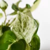pothos-manjula-epipremnum-aureum-boutures-feuilles-2 Pothos 'Manjula'