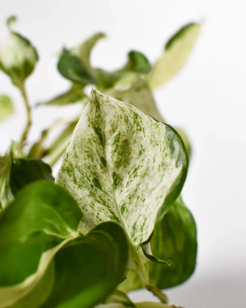Pothos 'Manjula' – Image 5