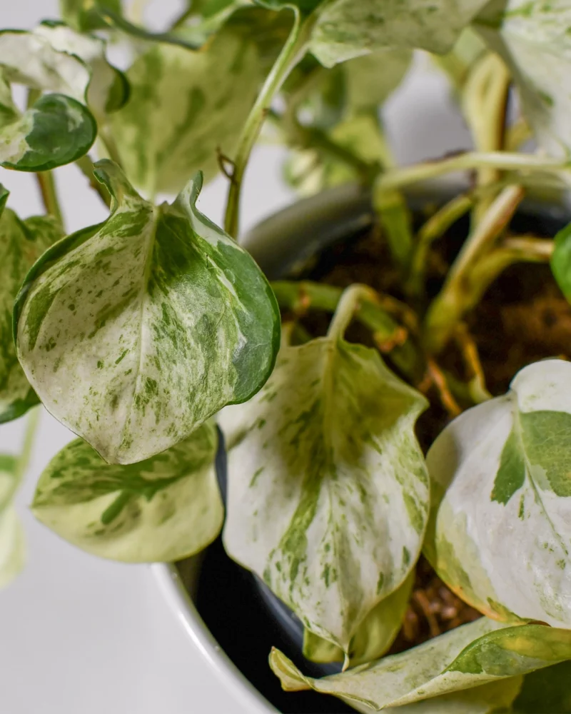 Pothos 'Manjula' – Image 4