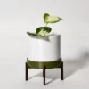 pothos-manjula-epipremnum-aureum-boutures-packshot-cachepot Pothos 'Manjula'