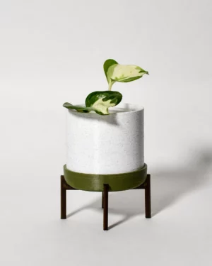 Pothos 'Manjula'