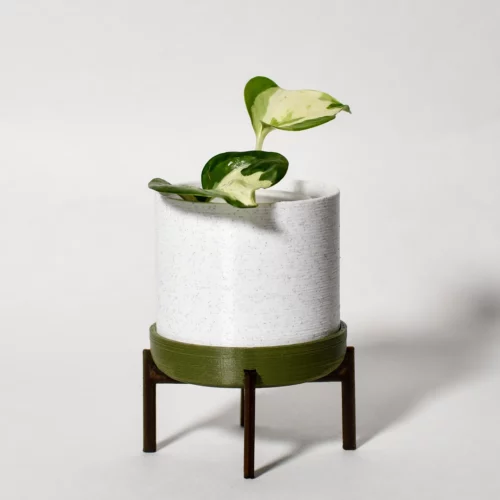 Pothos 'Manjula'