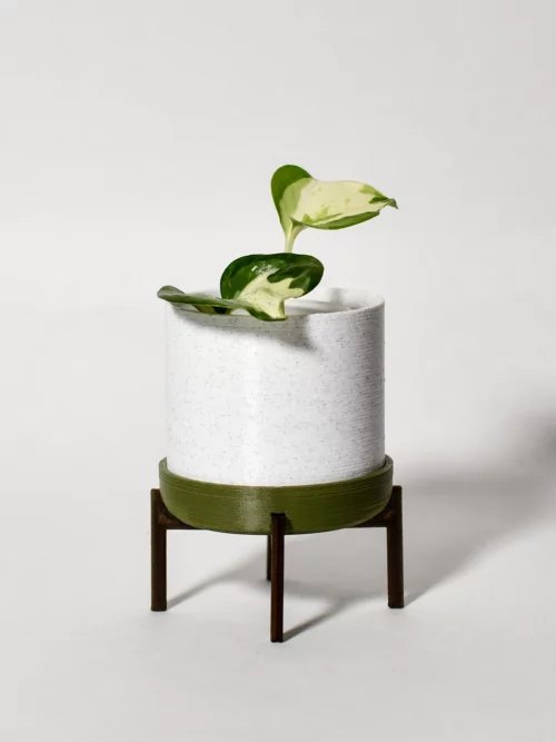 Pothos 'Manjula'