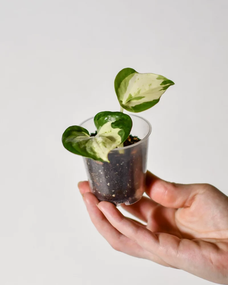 Pothos 'Manjula' – Image 3