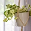 pothos-manjula-epipremnum-aureum-boutures-scene Pothos 'Manjula'