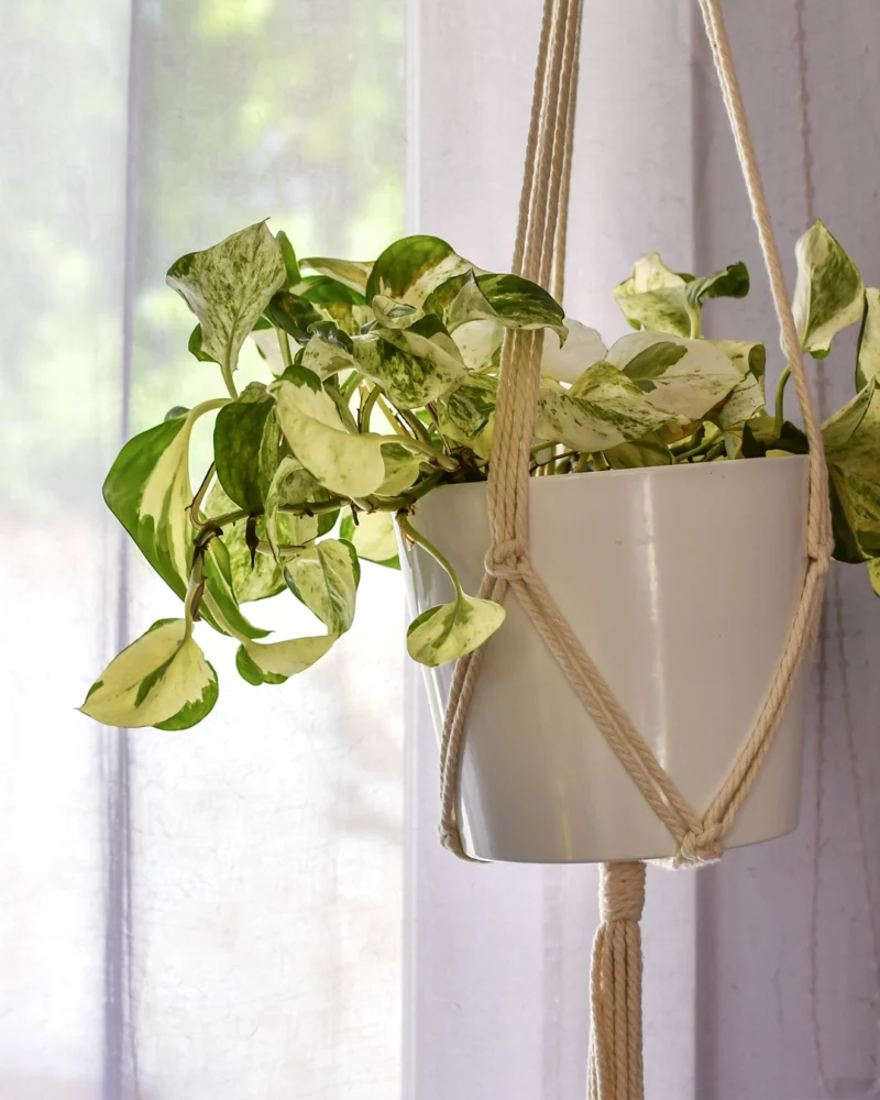 Pothos 'Manjula' – Image 2