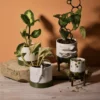 Cache-pot 10Ø