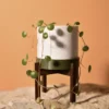 Cache-pot 6Ø