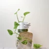 Plantes-bouture-Pothos-cache-peau-roche Pothos 'Golden'