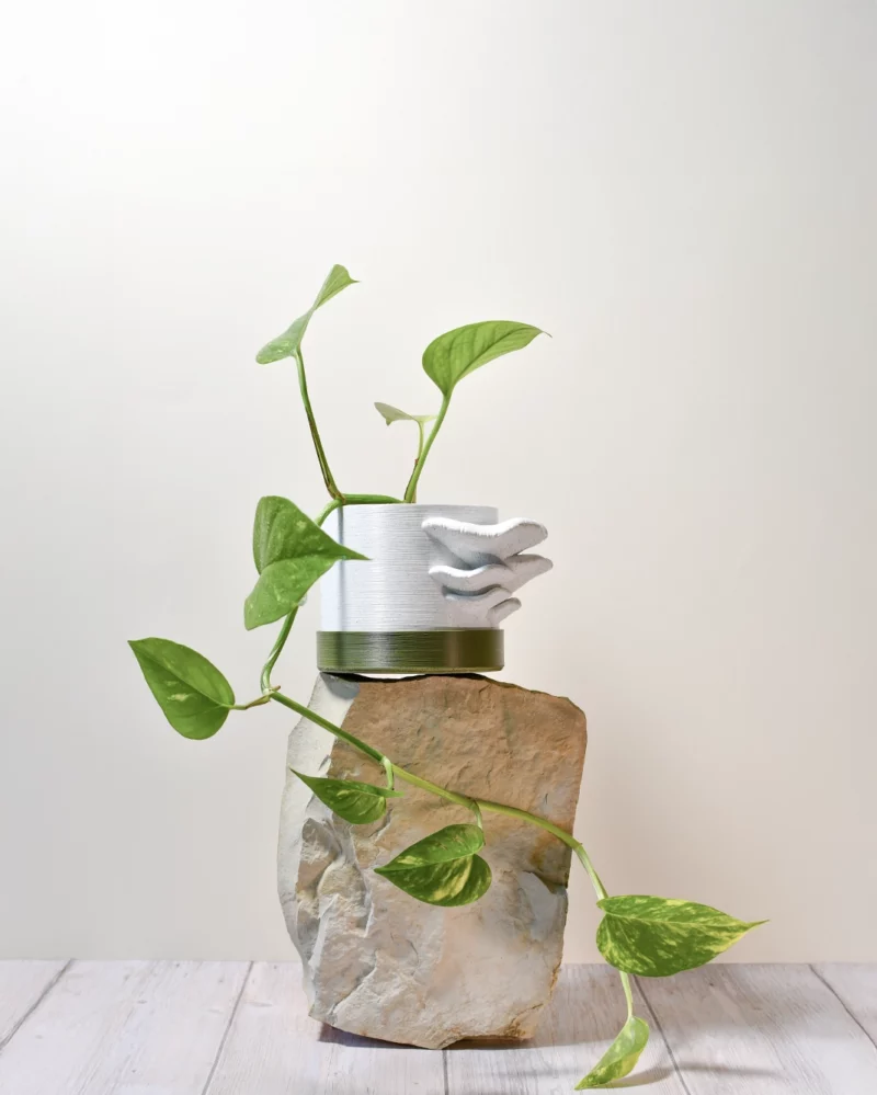 Pothos 'Golden' – Image 2