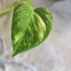 Plantes-bouture-Pothos-golden-feuille-1 Pothos 'Golden'