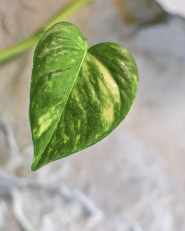 Plantes-bouture-Pothos-golden-feuille-1 Pothos 'Golden'