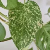 Plantes-bouture-Pothos-golden-feuille-2 Pothos 'Golden'