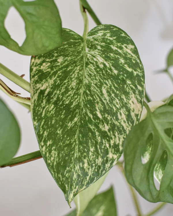 Plantes-bouture-Pothos-golden-feuille-2 Pothos 'Golden'