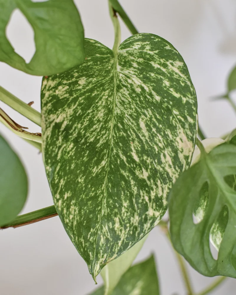 Pothos 'Golden' – Image 5