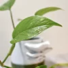Plantes-bouture-Pothos-golden-feuille-3 Pothos 'Golden'
