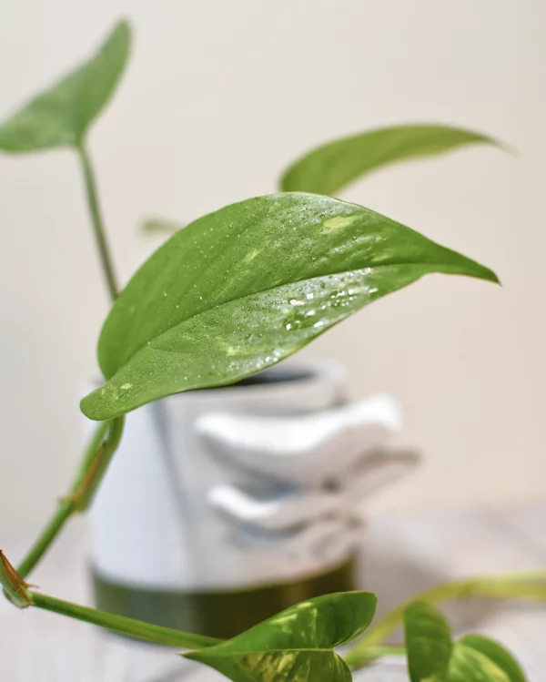 Plantes-bouture-Pothos-golden-feuille-3 Pothos 'Golden'
