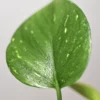 Plantes-bouture-Pothos-golden-feuille-4 Pothos 'Golden'