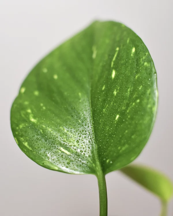 Plantes-bouture-Pothos-golden-feuille-4 Pothos 'Golden'