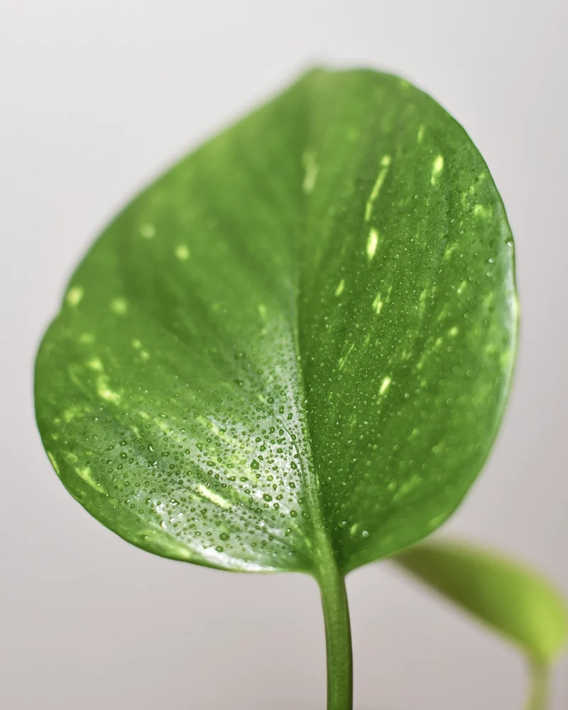 Pothos 'Golden' – Image 3