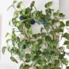 Plantes-bouture-Pothos-golden-feuilles Pothos 'Golden'