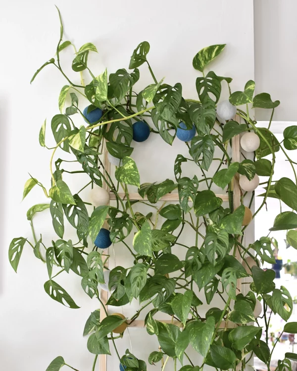 Plantes-bouture-Pothos-golden-feuilles Pothos 'Golden'