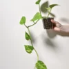 Plantes-bouture-Pothos-golden-main Pothos 'Golden'