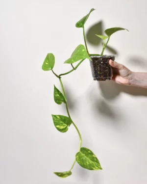 Pothos 'Golden'