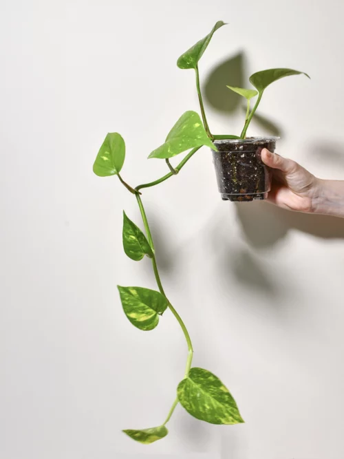 Pothos 'Golden'