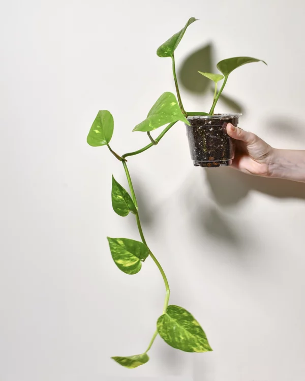 Plantes-bouture-Pothos-golden-main Pothos 'Golden'