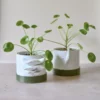 bouture-plante-pilea-peperomioide-cache-pot Pilea peperomioide