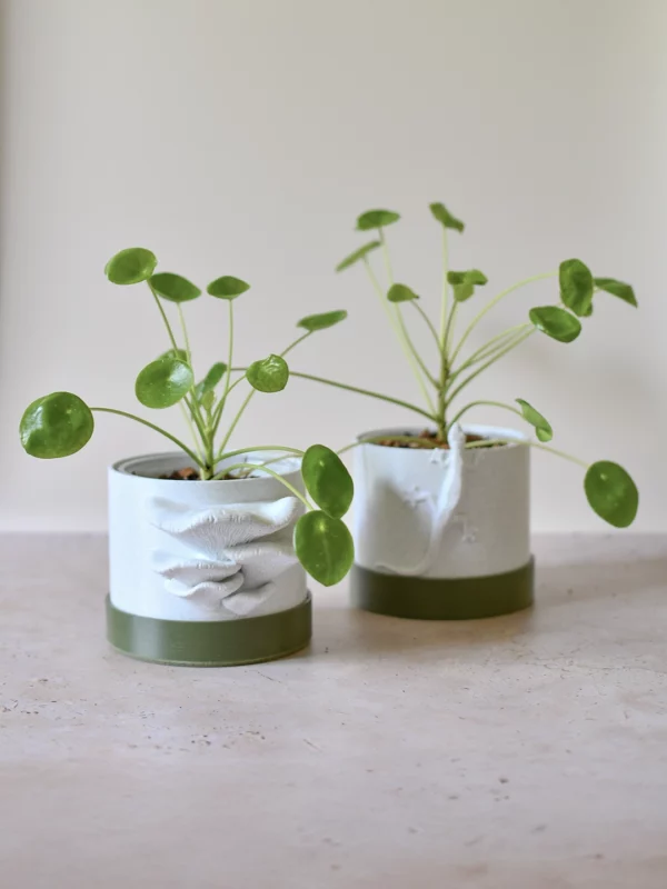 bouture-plante-pilea-peperomioide-cache-pot Pilea peperomioide