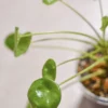 bouture-plante-pilea-peperomioide-feuille-1 Pilea peperomioide